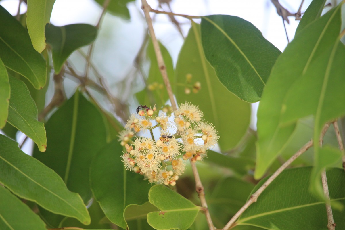 Syzygium cumini (L.) Skeels